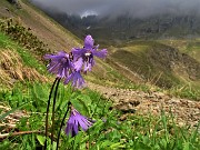 40 Soldanella pusilla (Soldanella della silice)